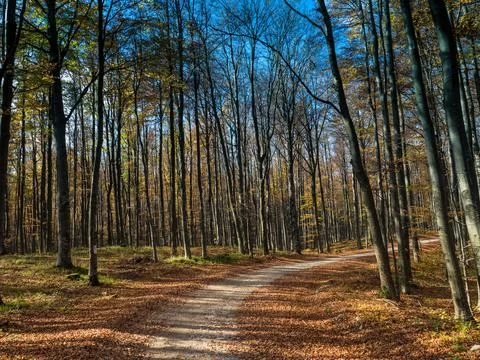 Forest Road Stock Photos
