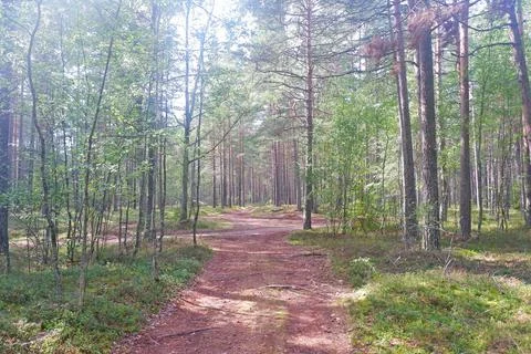 Forest Road Stock Photos