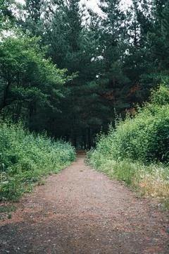 Forest road Stock Photos