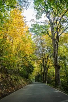 Forest road Stock Photos