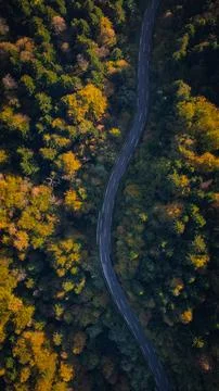 Forest Road 写真素材