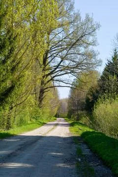 Forest road Foto stock