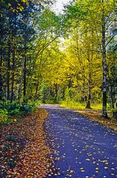 Forest road Stock Photos