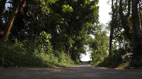 Forest road Stock Photos