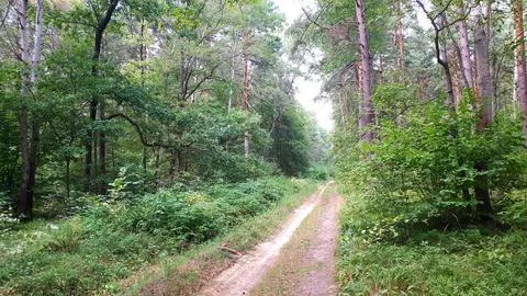 Forest road Stock-Fotos