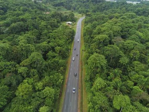 The forest road Stock Photos