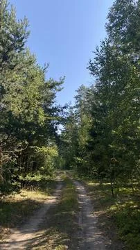 Forest road Stock-Fotos