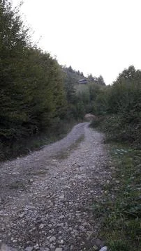 The forest road Stock Photos
