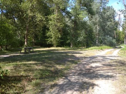 Forest Road Stock Photos