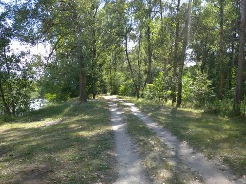 Forest Road Stock Photos