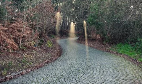 Forest Road Stock Photos