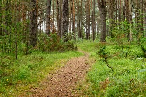 Forest road in a pine forest Stock Photos