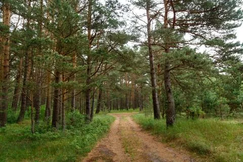 Forest road in a pine forest Stock Photos