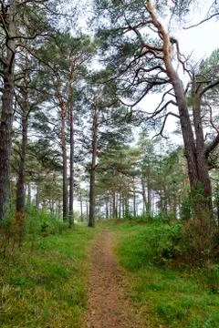 Forest road in a pine forest Stock Photos