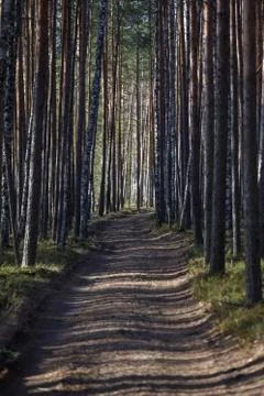 Forest road to the pine forest. Stock Photos