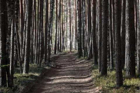 Forest road to the pine forest. Stock Photos