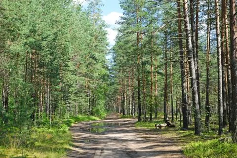 Forest road in a pine forest on a summer day under the blue sky Stock Photos