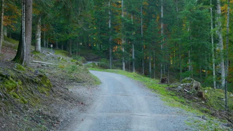Forest road pine trees path handheld panning shot Stock Footage 346483825