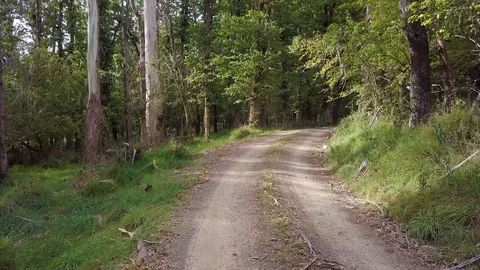 Forest Road Pull Back Shot 4k Stock Footage 88304678