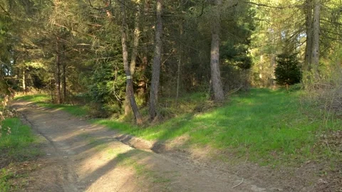 Forest road, rays of the sun breaking through the trees Stock Footage 242342524