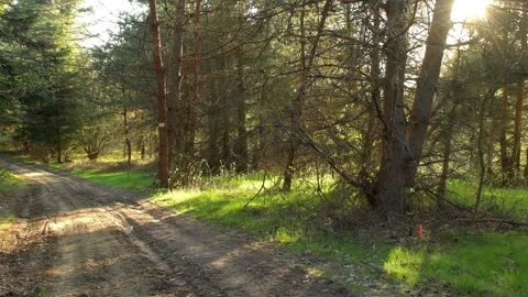 Forest road, rays of the sun breaking through the trees Stock Footage 242342532