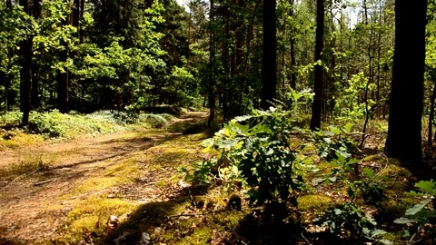 Forest road, road through the forest 91. Video stock 93117224