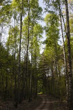 A forest road running through the forest Stock Photos