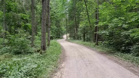Forest road with sand cover, mixed woodland. Stock Footage 303562972