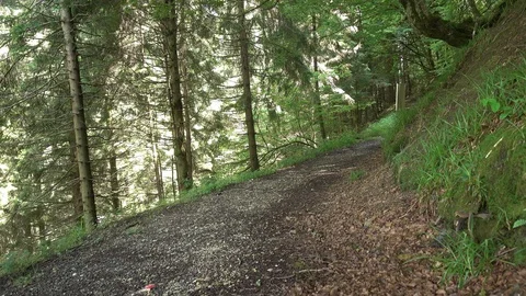 Forest on the road to Santiago Stock Footage 95222919