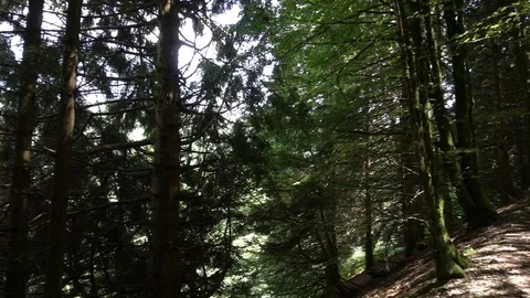 Forest on the road to Santiago Stock Footage 95223300