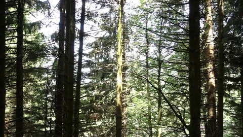 Forest on the road to Santiago Stock Footage 95223705