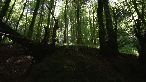 Forest on the road to Santiago Stock Footage 95224036