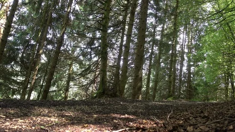 Forest on the road to Santiago Stock Footage 95224502