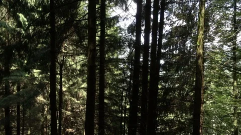 Forest on the road to Santiago Stock Footage 95224796