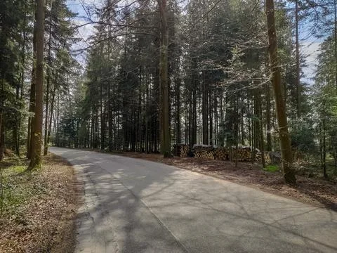Forest Road Scene 스톡 사진