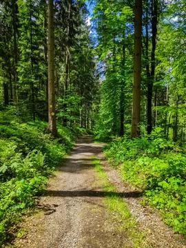 Forest Road Scene 写真素材