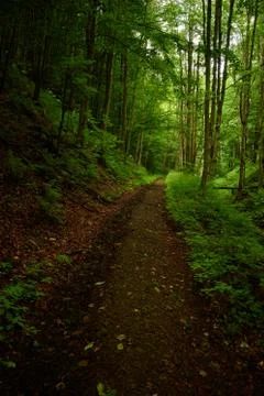 Forest road in the shade of trees Stock Photos