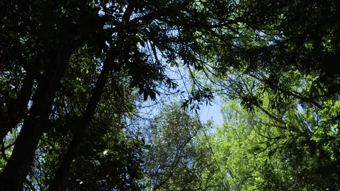 Forest road in Sintra Stock Footage 90895611