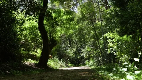 Forest road in Sintra Stock Footage 90900485