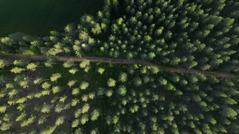 Forest Road Splitting Lush Green Forest And Trees From Above Rotating Slow Stock Footage 232932871