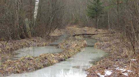 Forest road,  spring Vídeo Stock 36524144