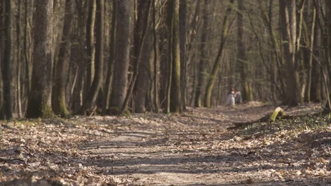 Forest road in spring Vidéo 105727905