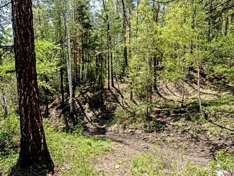 Forest road in the spring forest Stock Photos
