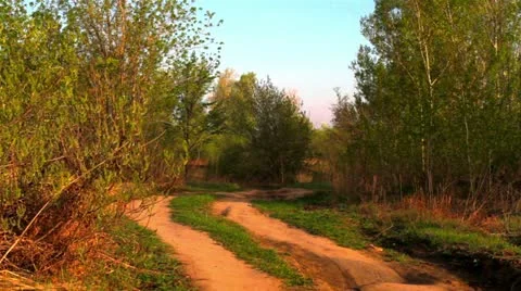 Forest road on a spring morning Stock Footage 10913354