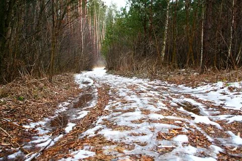 Forest road in the spring Stock Photos