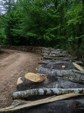 The forest road in spring Stock Photos