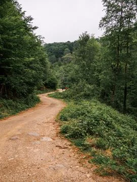 The forest road in spring Stock Photos