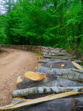 The forest road in spring Stock Photos