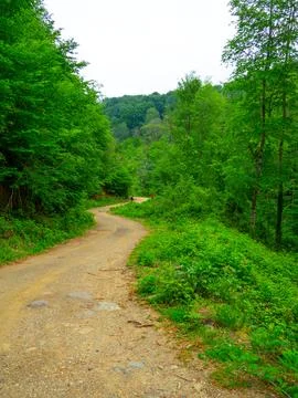 The forest road in spring Stock Photos