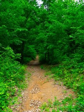 The forest road in spring Stock Photos